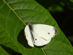 Pieris napi