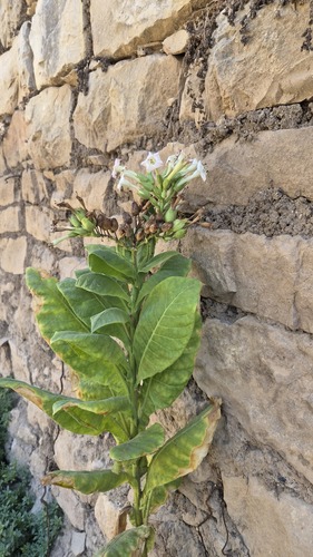 Nicotiana tabacum observed 2026-10-01