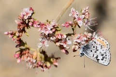 Euphilotes bernardino