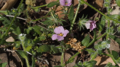 Linanthus orcuttii