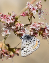 Euphilotes bernardino