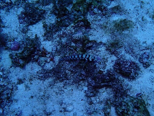 Parapercis tetracantha observed 2026-09-28