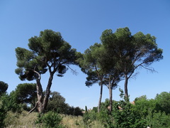 Pinus pinea