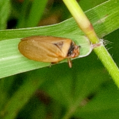 Prosapia plagiata