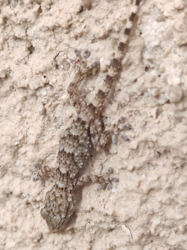 Moorish Gecko