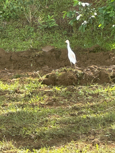 Western Cattle-Egret