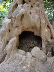 Macrotermes michaelseni