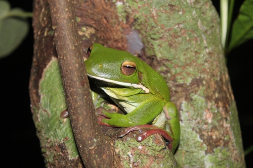 White-lipped Tree Frog