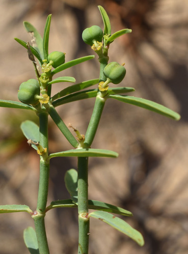 Euphorbia tannensis, 2026-07-31