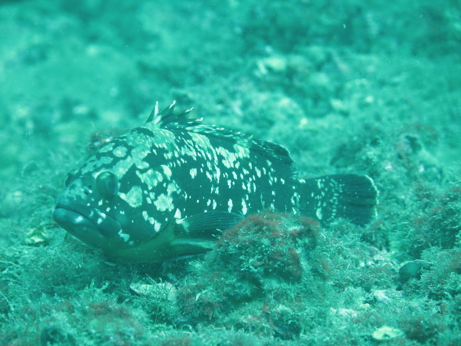 Orfoz (Epinephelus marginatus)