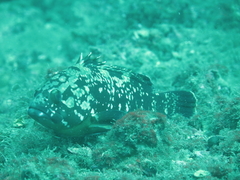 Dusky Grouper