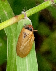 Prosapia plagiata