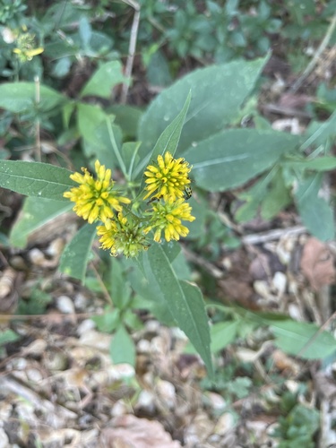 Wingstem