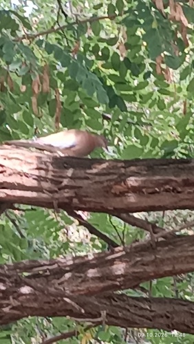 Laughing Dove