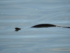 Thamnophis eques obscurus