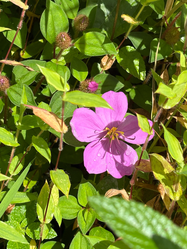 Heterotis rotundifolia observed 2026-10-09