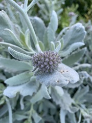 Eriodictyon traskiae smithii