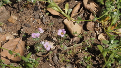Linanthus orcuttii