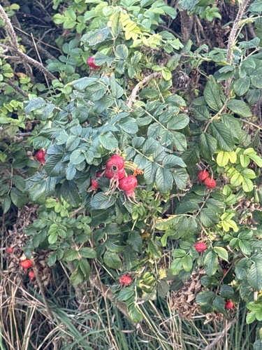 rugosa rose