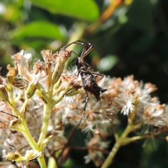 Micrathena nigrichelis