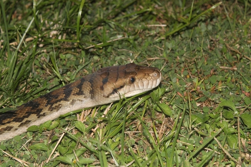 Australian Scrub Python