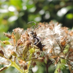 Micrathena nigrichelis