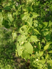 Fraxinus cuspidata