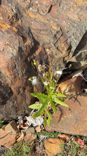 American burnweed