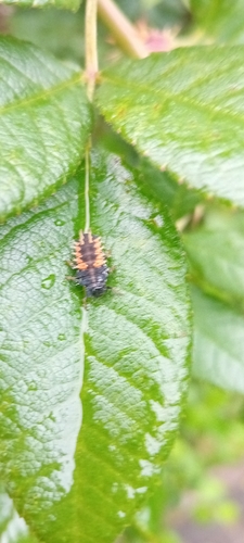 Asian Lady Beetle