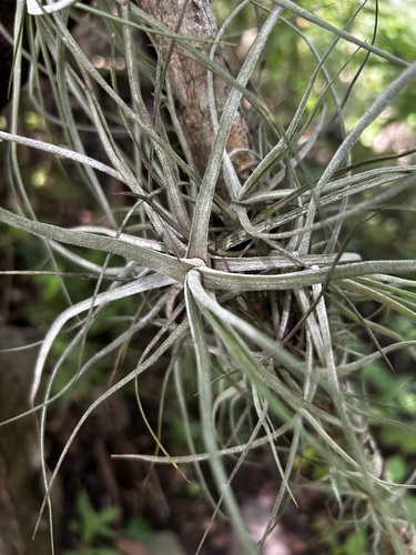 Tillandsia schiedeana observed 2026-10-07
