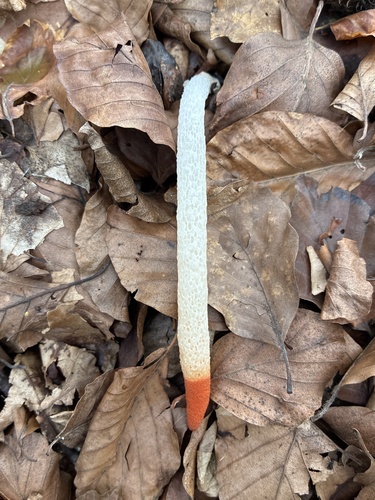 dog stinkhorn