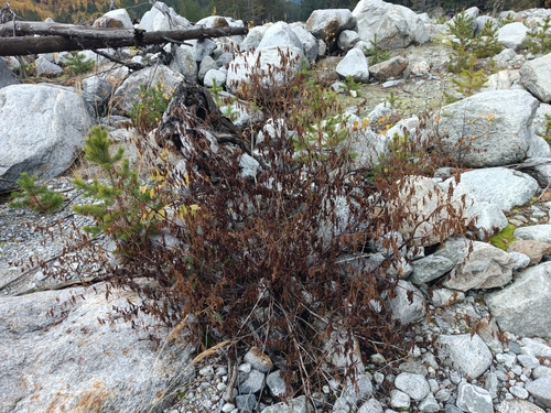 Koenigia alpina, 2026-10-09