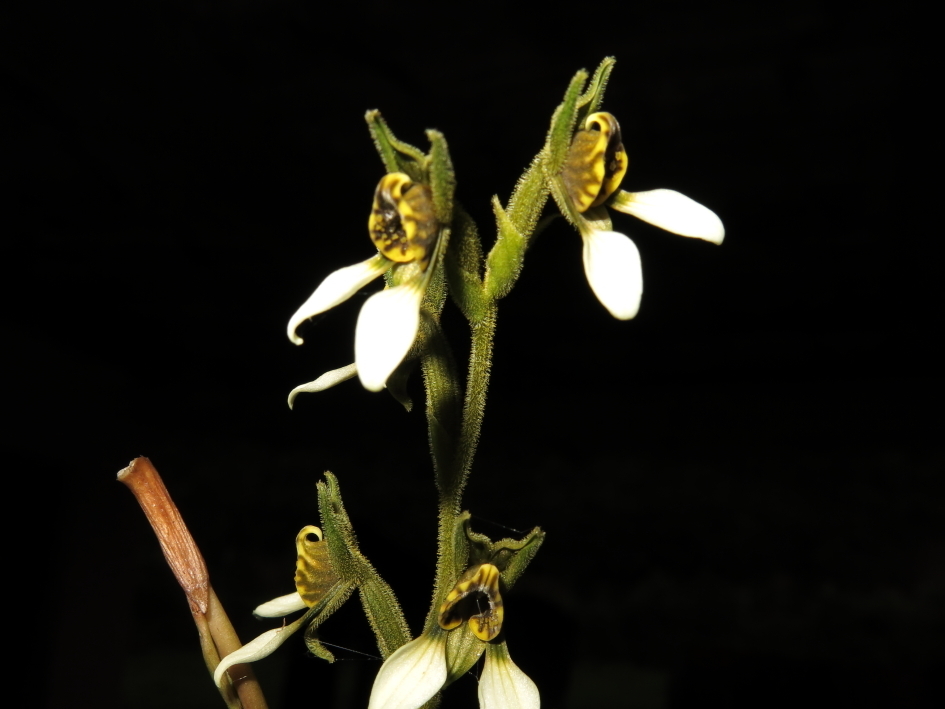 Pterichis leucoptera