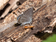 Celastrina lucia