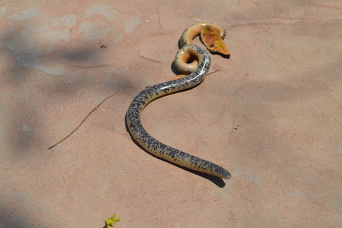 Zambezi Blind Snake