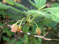 Rhododendron pilosum