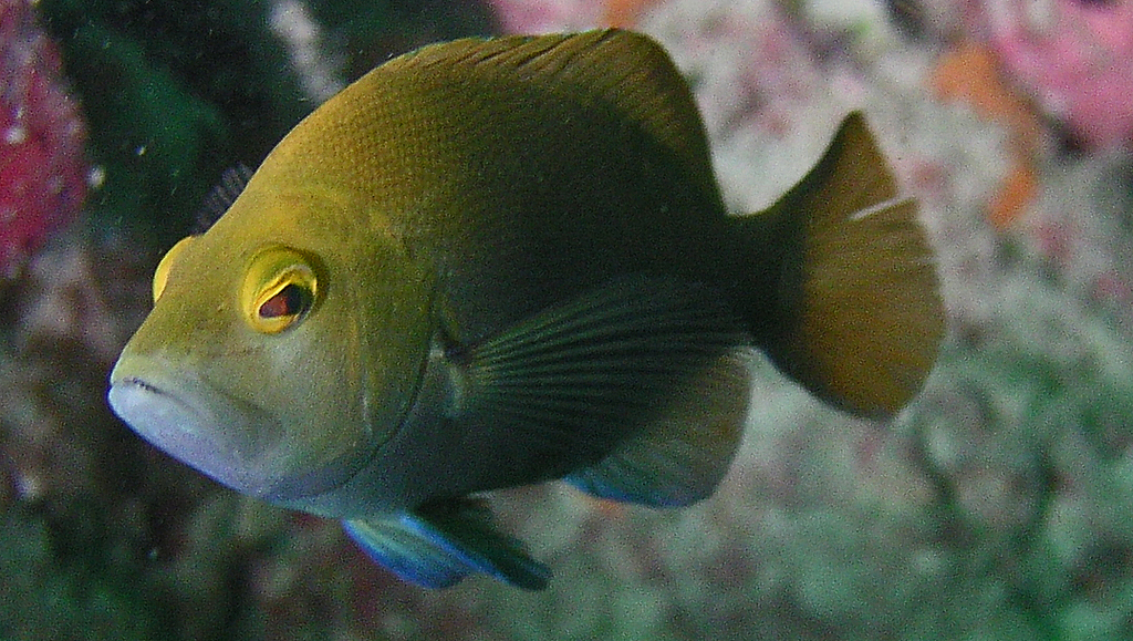 Tan Hamlet