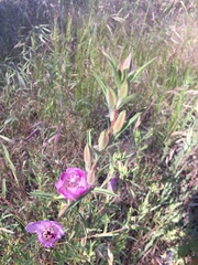 Clarkia williamsonii