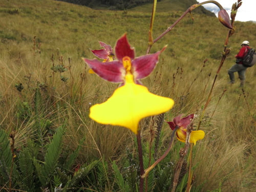 Image of Cyrtochilum aureum by (c) Fábio Olmos, some rights reserved (CC BY)