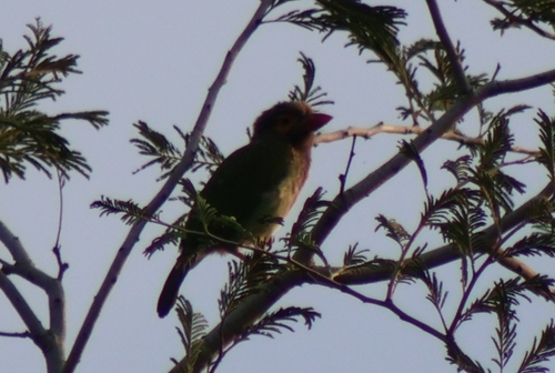 Psilopogon zeylanicus, 2026-10-09