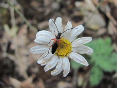 Stenurella jaegeri