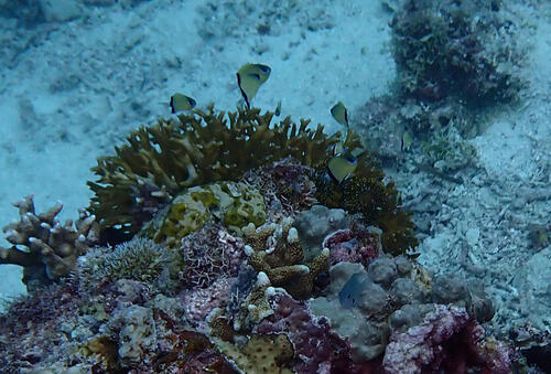 Chromis retrofasciata observed 2026-09-28