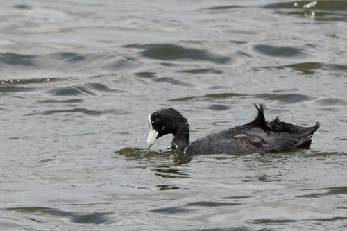 Fulica alai observed 2026-09-21