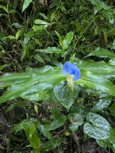 Commelina obliqua observed 2026-10-09
