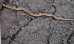 Thamnophis marcianus