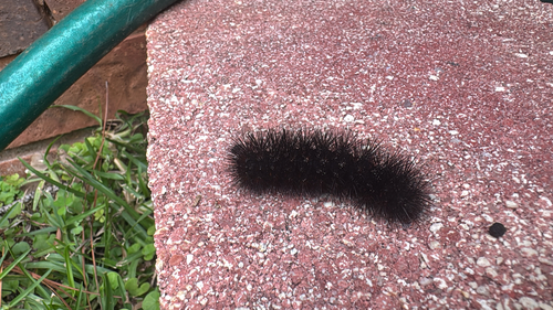 Giant Leopard Moth