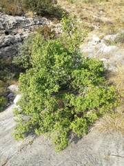 Fraxinus cuspidata