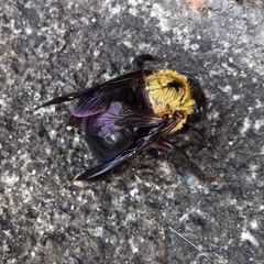 Xylocopa appendiculata circumvolans