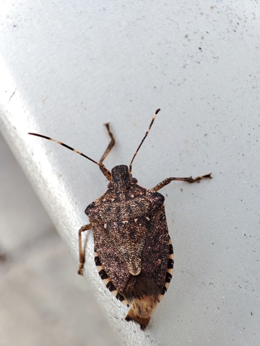 Brown Marmorated Stink Bug