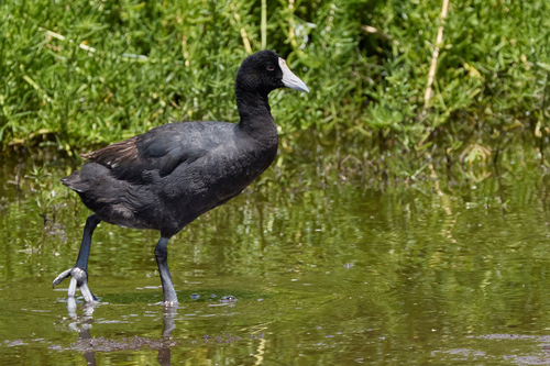 Fulica alai observed 2026-09-21